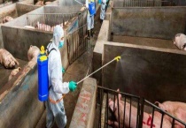 非洲猪瘟会不会传染给牛羊 附疫苗的研制