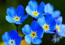 勿忘我水养还是干养