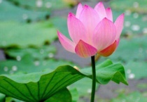 荷花下面长的是藕吗？