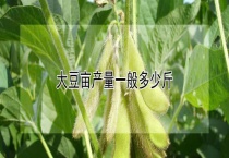 大豆亩产量一般多少斤