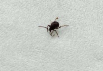 裸蛛甲虫咬人吗？