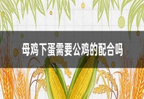 母鸡下蛋需要公鸡的配合吗？