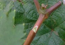 嫁接有哪几种多久？