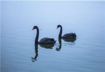 饲养黑天鹅犯法吗？