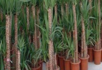 荷兰铁和龙血树的区别？