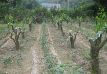 柑橘嫁接技术几种多久？