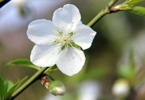 桃花有白色的吗？