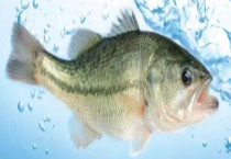 鲈鱼是淡水鱼还是海鱼？怎么区别？？