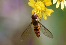 果蝇是完全变态发育吗？