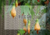 悬铃花花期