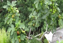 盆栽无花果多长时间会结果 如何种植无花果