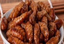 蚕蛹能否生吃 蚕蛹的食用方法有哪些？