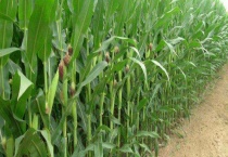 北方玉米的成熟时间 收割玉米有哪些注意事项