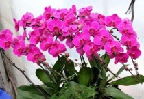 蝴蝶兰什么时候长花剑