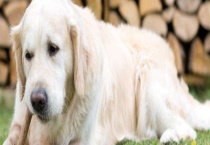 金毛犬和拉布拉多犬的区别？ 如何挑选好的金毛犬