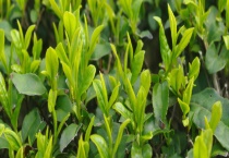 浙江白茶产自哪里 安吉白茶地理标志