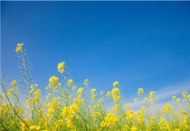 油菜多少天可以移栽