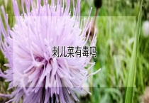 刺儿菜有毒吗？