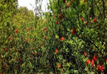 月季石榴的养殖多久？