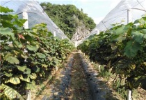 葡萄树浇水吗？