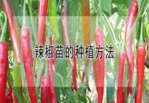 辣椒苗的种植多久？