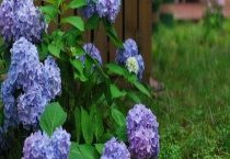 无尽夏有毒吗？