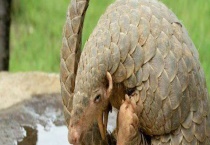 穿山甲的生活习性 附繁殖习性