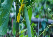 丝瓜育苗浸泡种子时间和多久？