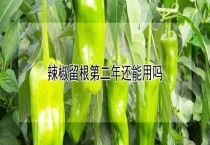 辣椒留根第二年还能用吗？