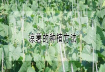 凉薯的种植多久？