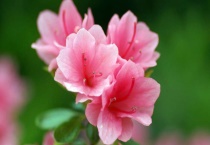 哪里的杜鹃花好看