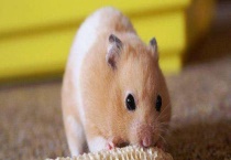 仓鼠装死怎么辨别 它为什么会装死？