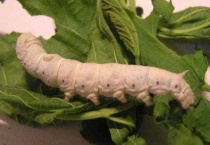 蚕产卵后怎么多久？