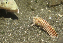 博比特虫的天敌