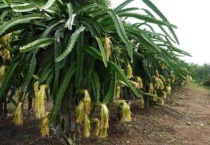 霸王花是什么花