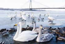 天鹅和鸭子的区别？