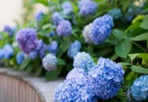 洋绣球的繁殖多久？