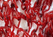 红虫钓鱼真的危险吗？挂钩方法有哪些？