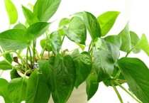 绿萝叶子蔫了怎么办？