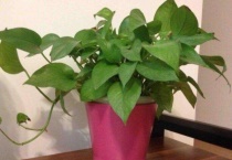 绿萝会生虫子吗？