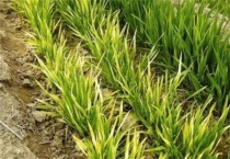 小麦苗叶色异常是什么原因？