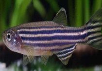 斑马鱼的寿命多长 附介绍斑马鱼的形态特征