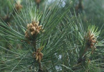 松针树长什么样