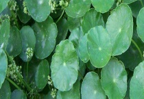 香菇草与铜钱草有什么不同 附香菇草的养殖多久？