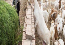 羊饲料的最佳配方 羊饲料的营养成分