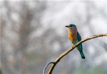 鸟最怕的六种农药