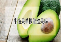 牛油果单棵能结果吗？