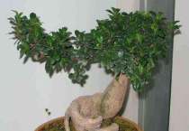 榕树盆景的寓意是什么？