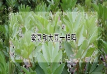 蚕豆和大豆一样吗？