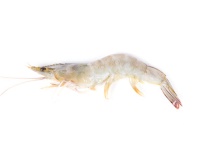 海捕虾与养殖虾区别？